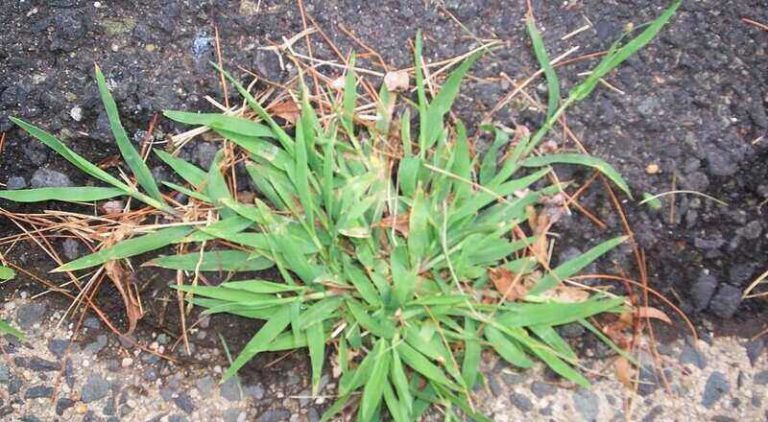 How to Get Rid of Crabgrass in Your Yard