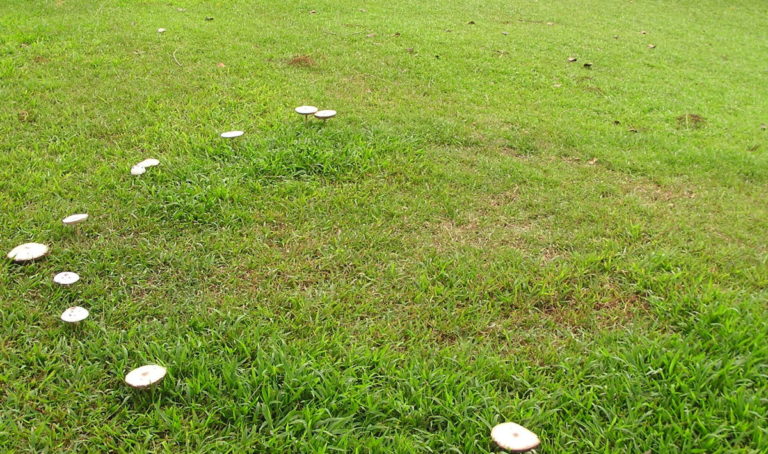 what-is-fairy-ring-and-how-to-get-rid-of-it-lawnstarter