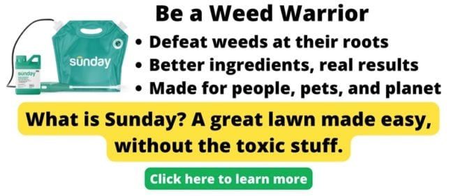 Sunday ad for Weed Killer