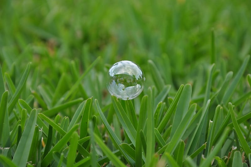 Bubble on St. Augustinegrass