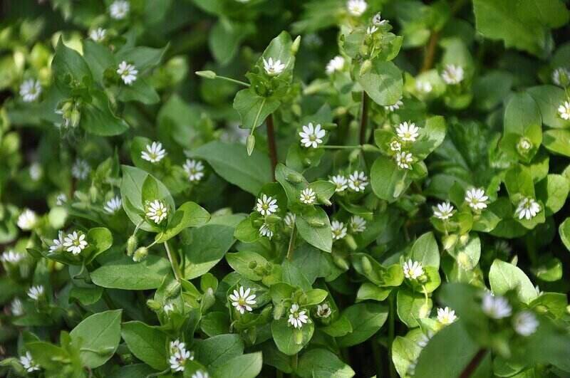 Common Lawn Weeds in Texas: How to Identify and Control Them