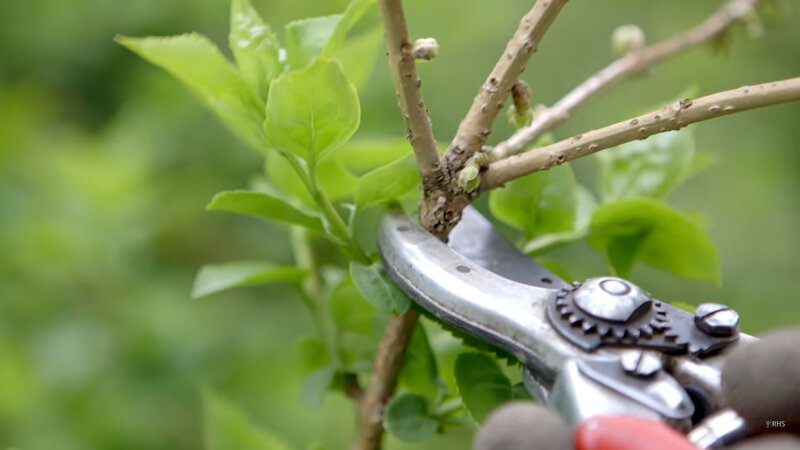 Best Time of Year to Trim, Prune Trees - Lawnstarter