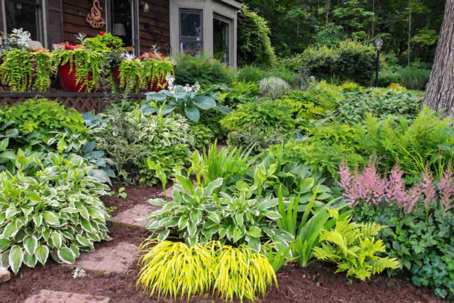 10 Best Shade Garden Plants