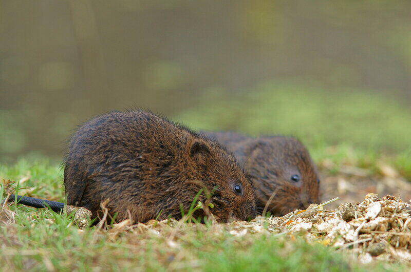 How to Get Rid of Voles in the Yard