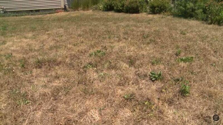 Lawn Care Before During And After A Drought