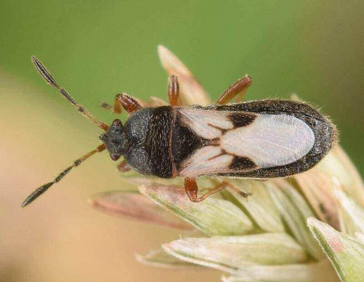 The 6 Worst Landscape Pests in Jacksonville, FL