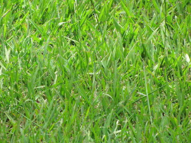 4 Best Grass Types for a Lush Miami Lawn