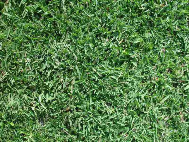6 Best Grass Types For San Antonio