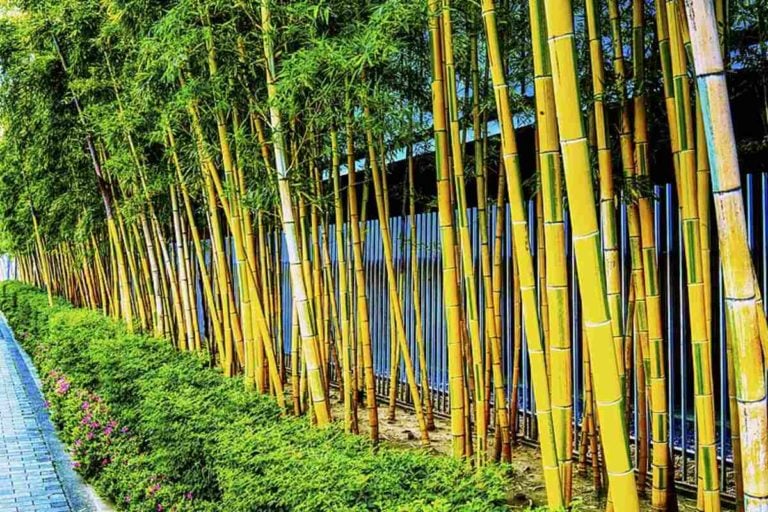 How to Remove Bamboo From Your Yard