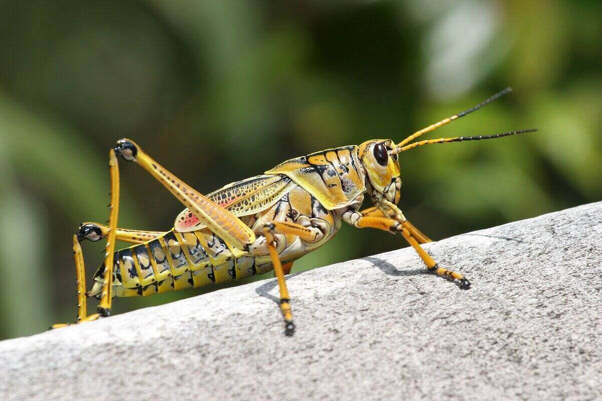 https://www.lawnstarter.com/blog/wp-content/uploads/2022/10/How-to-Get-Rid-of-Grasshoppers.jpg
