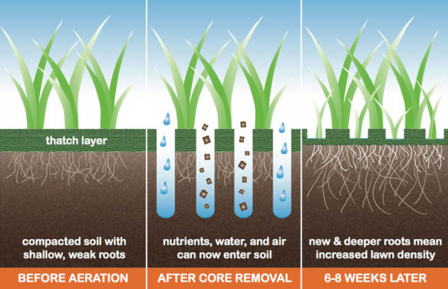 Core Aeration vs. Spike Aeration