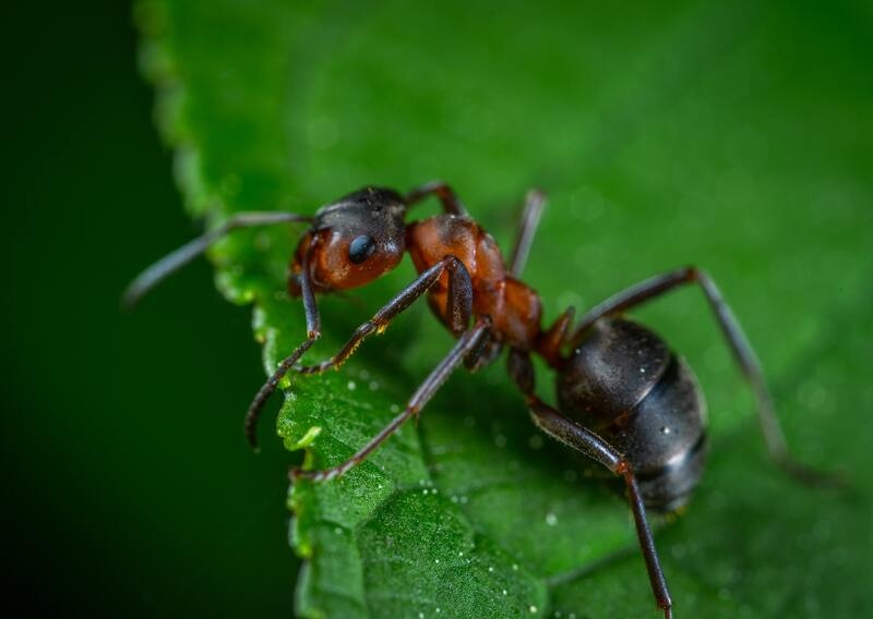 Carpenter ant on a leaf