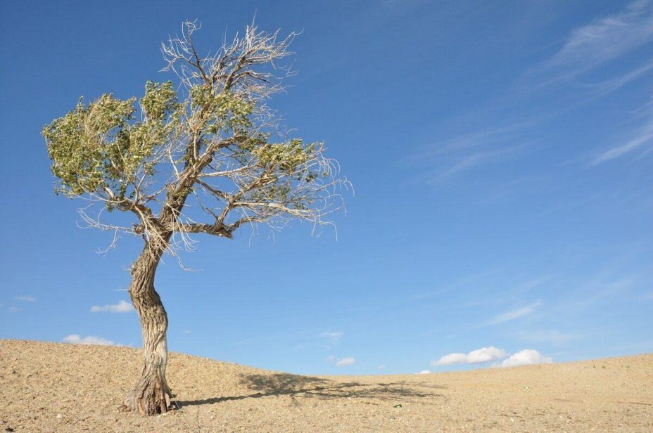 How to Save a Dying Tree