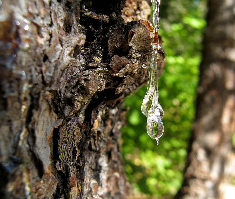 Why Is My Tree Leaking Sap 