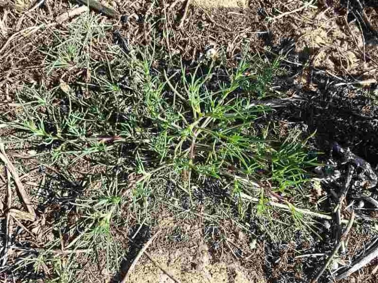 Everything You Need to Know About Tumbleweeds