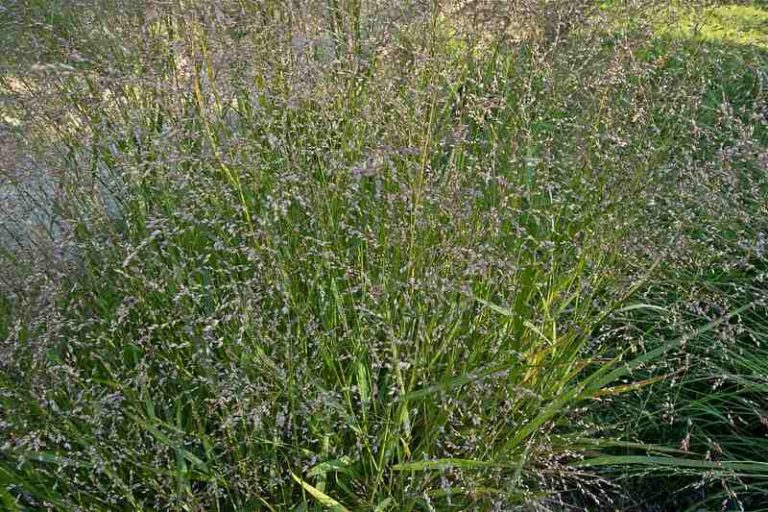 Native Grasses: Are They Right for Your Lawn?