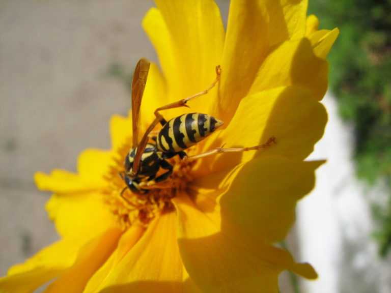 how-to-get-rid-of-yellow-jackets-lawnstarter