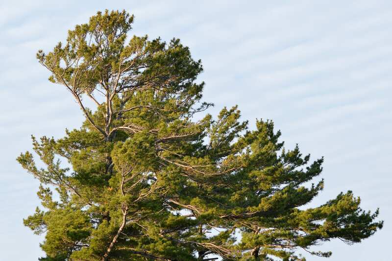 the eastern white pine tree