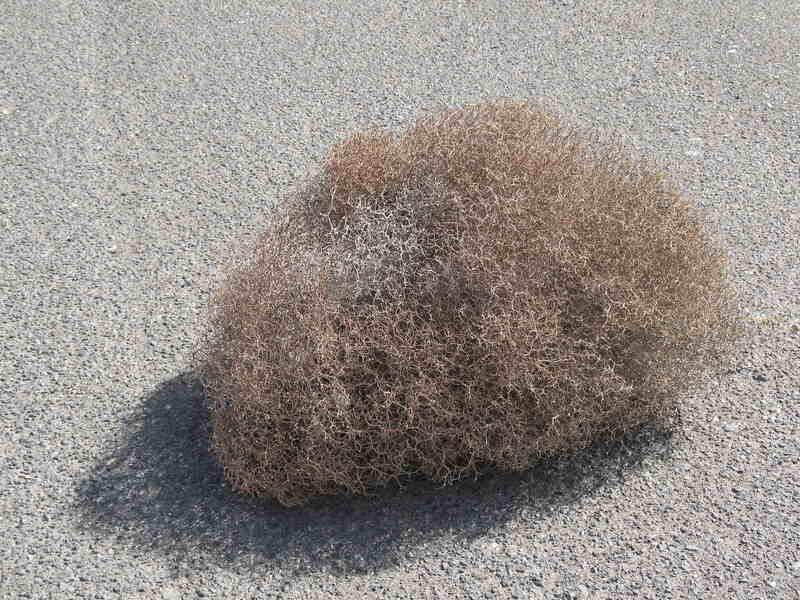 Attack of the giant tumbleweed: California town swamped in invasion, California