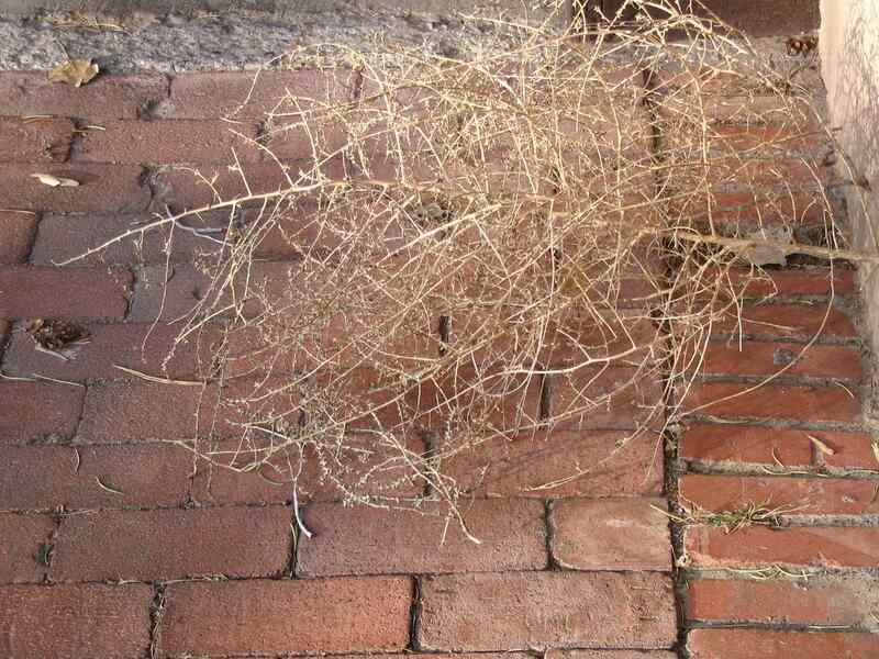 New tumbleweed species rapidly expanding range
