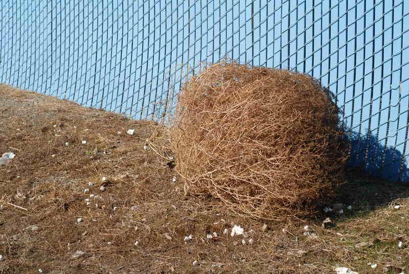 Tumbleweeds: the fastest plant invasion in the USA's history