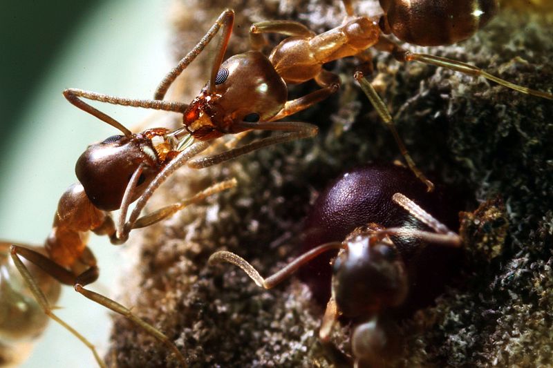 Closeup of a few Argentine ants