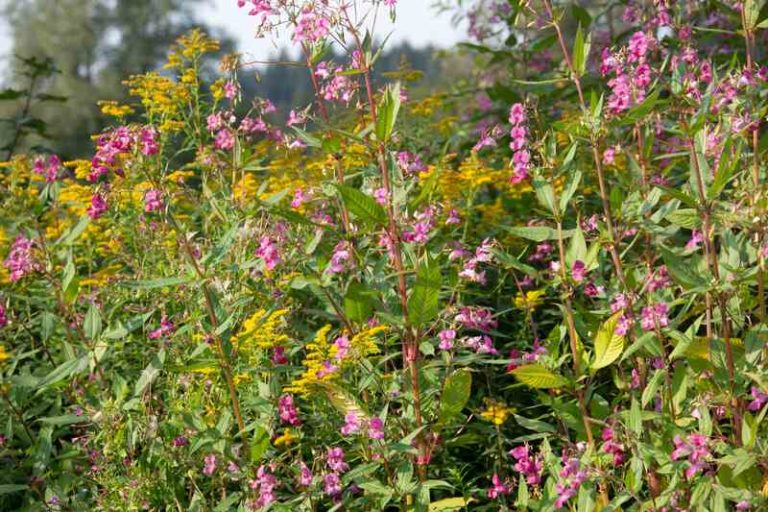 8 Ways To Encourage Biodiversity In Your Yard