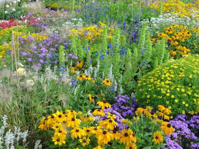 8 Ways to Encourage Biodiversity in Your Yard