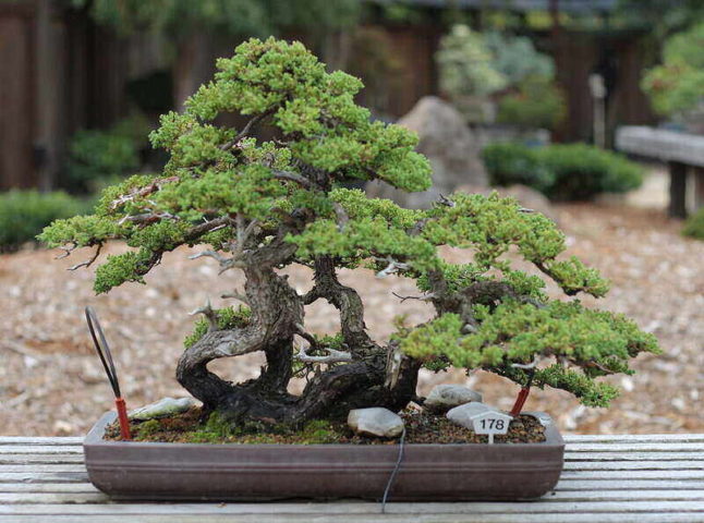 Bonsai Wire, Your Choice: Copper or Aluminum? Japanese or Chinese?