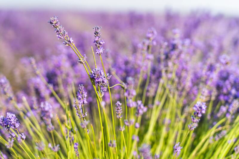 A lavender plant