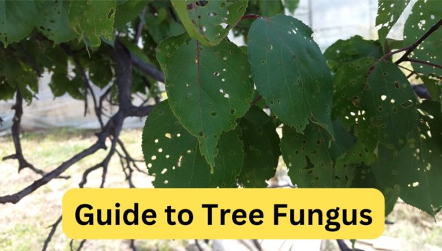 Common Types of Tree Fungus