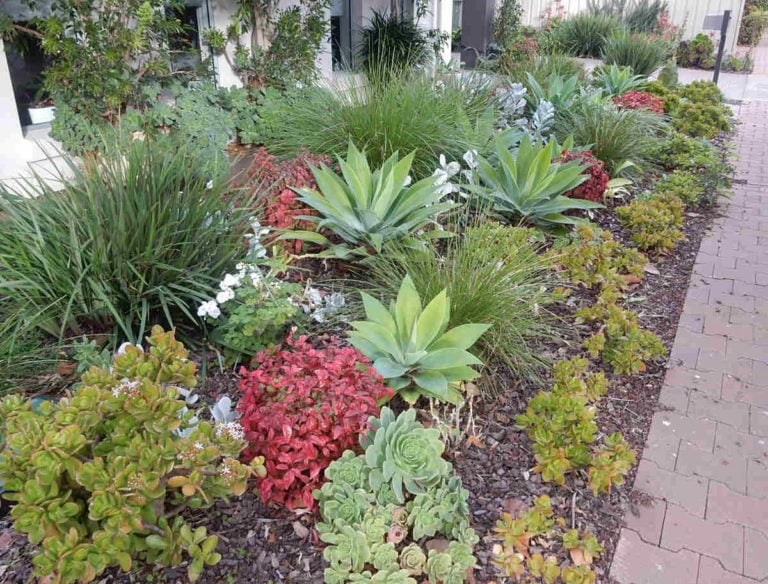 7 Drought-Tolerant Landscaping Ideas