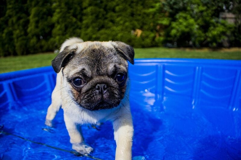 https://www.lawnstarter.com/blog/wp-content/uploads/2022/12/water-outdoor-puppy-dog-animal-summer-592536-pxhere.com-1.jpg