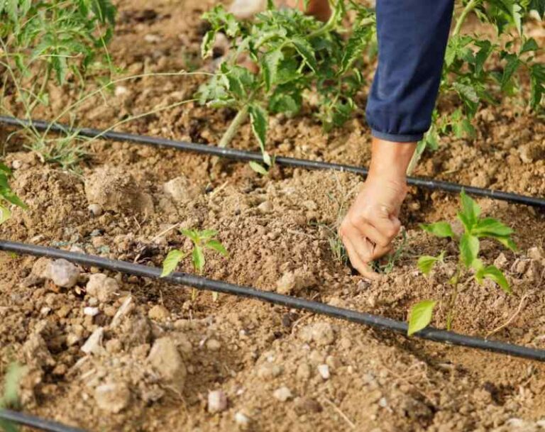 How Much Does Drip Irrigation Cost in 2024?