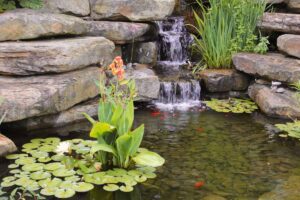 16 Best Plants for Your Koi Pond