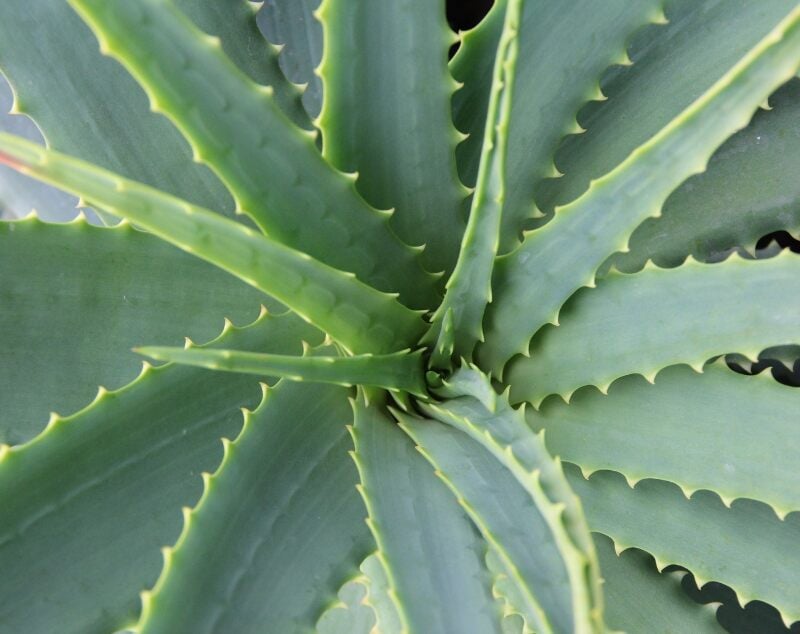 aloe vera plants in a container