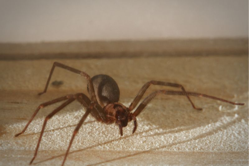 How to Get Rid of Brown Recluse Spiders - Lawnstarter