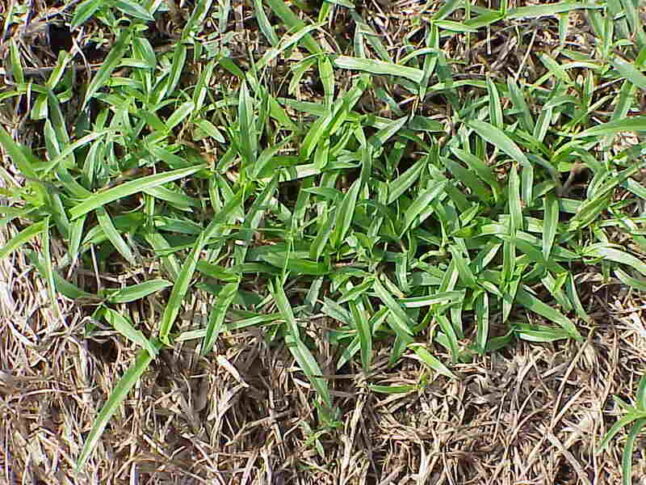 8 Common Weeds in Jacksonville, FL: How to Identify and Remove Them