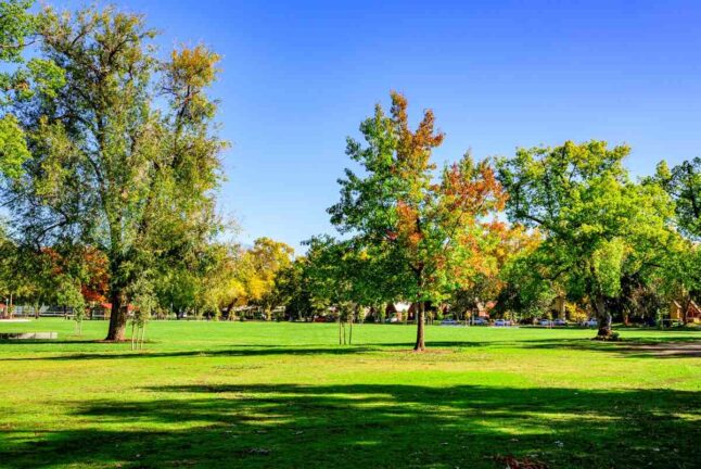 11 Spring Lawn Care Tips for Sacramento, CA