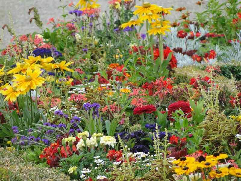 Guide for Planting a Wildflower Garden  Wedel's – Nursery, Florist, &  Garden Center