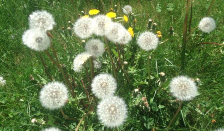 Common Alabama Weeds: How to Identify and Get Rid of Them