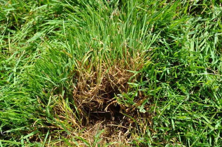 The 6 most popular types of grass that grow in Memphis, Tenn., lawns