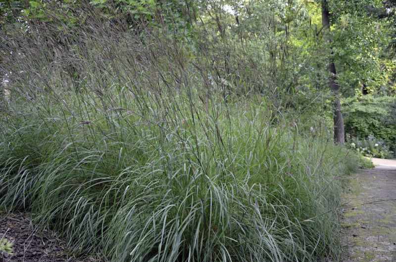 Big Bluestem bush