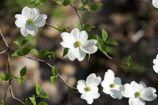 17 Alabama Native Plants