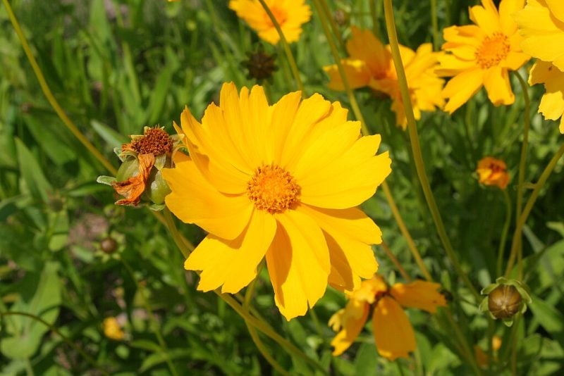 21 Native Plants for Wisconsin