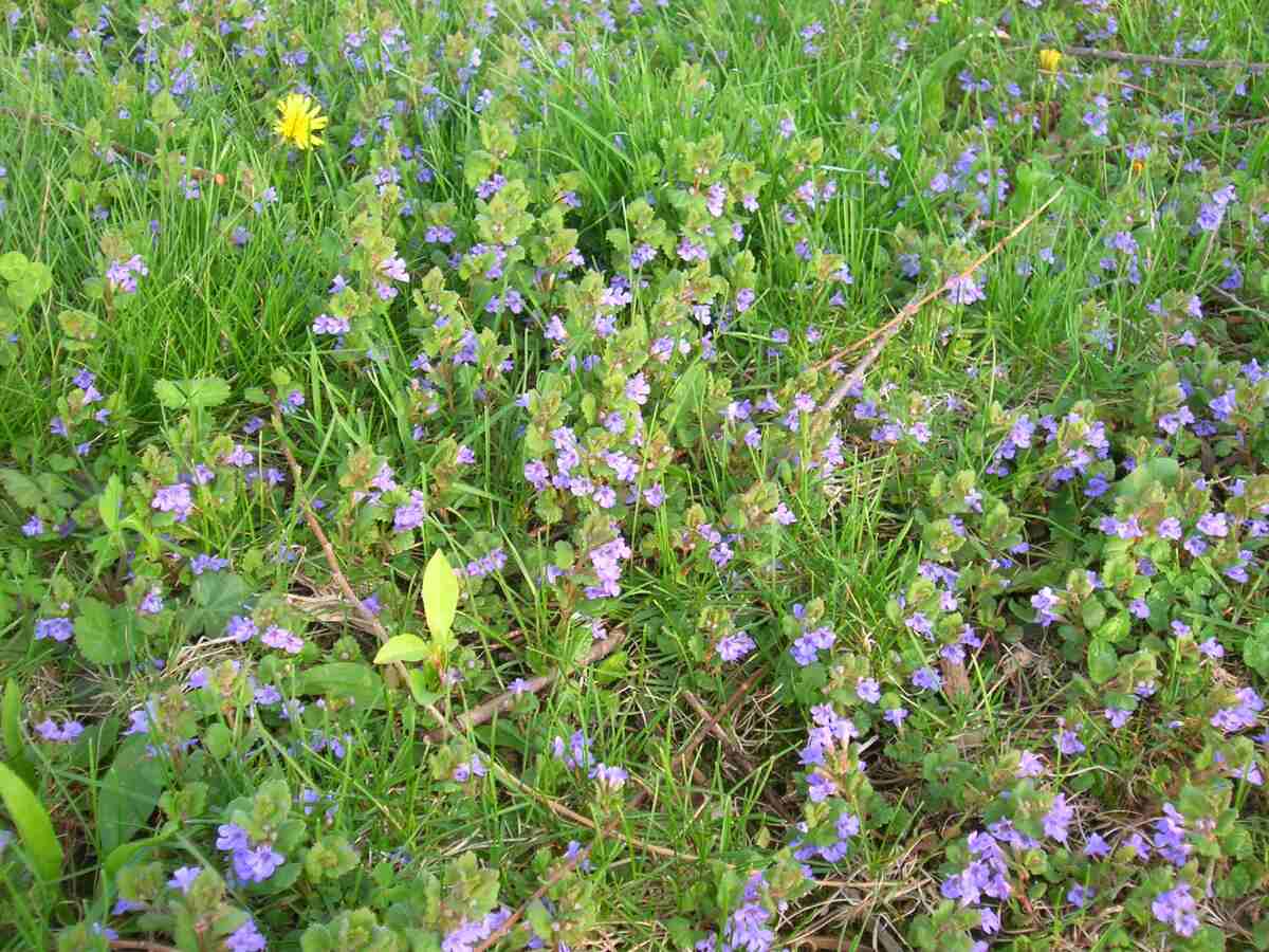 purple lawn weeds