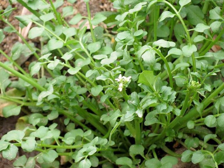 Common Weeds in Georgia Lawns and Gardens