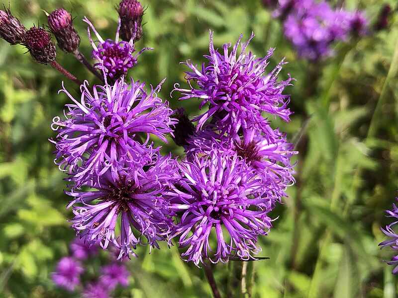 14 Best North Carolina Native Plants