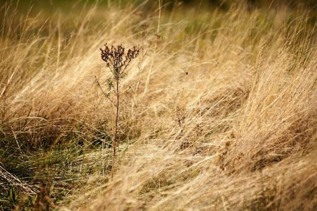 Dormant Grass vs. Dead Grass