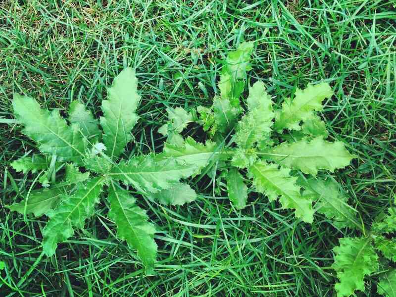 How to Get Rid of Stubborn Weeds in Your Grass